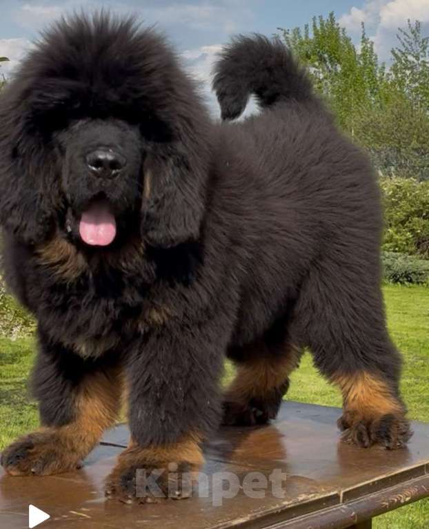 Собаки в Москве: Щенок Тибетского мастифа  Мальчик, 130 000 руб. - фото 4