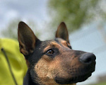 Собаки в Троицке: Добряк ищет семью!  Мальчик, Бесплатно - фото 1