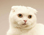 Кошки в Воронеже: продается шотландский котик, 1 руб. - фото 3