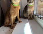 Кошки в Зубцове: Абиссинские котята, 15 000 руб. - фото 1