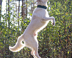 Собаки в Красноармейске: Собака ищет дом Мальчик, Бесплатно - фото 5
