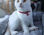 Кошки в Минеральном Воде: ИЩЕМ БЕЛУЮ КОШКУ Девочка, 10 000 руб. - фото 2