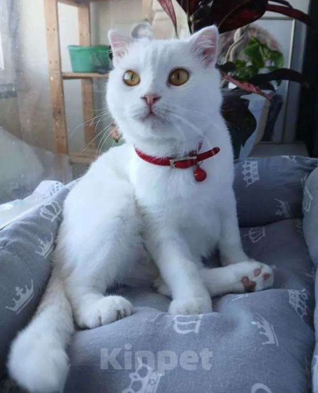 Кошки в Минеральном Воде: ИЩЕМ БЕЛУЮ КОШКУ Девочка, 10 000 руб. - фото 2