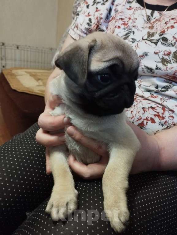 Собаки в Ярославле: Девочка мопса Девочка, 25 000 руб. - фото 3