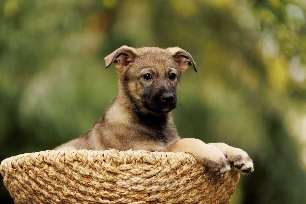 Собаки в Москве: Милые щенки в добрые руки! Две девочки и мальчик Мальчик, Бесплатно - фото 5