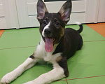 Собаки в Подольске: Щенок Бадди бесплатно  Мальчик, Бесплатно - фото 2