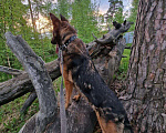 Собаки в Москве: Невероятный Барди Мальчик, Бесплатно - фото 3