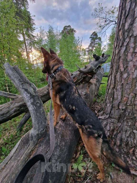 Собаки в Москве: Невероятный Барди Мальчик, Бесплатно - фото 3