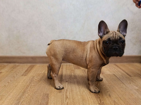 Щенки французского бульдога