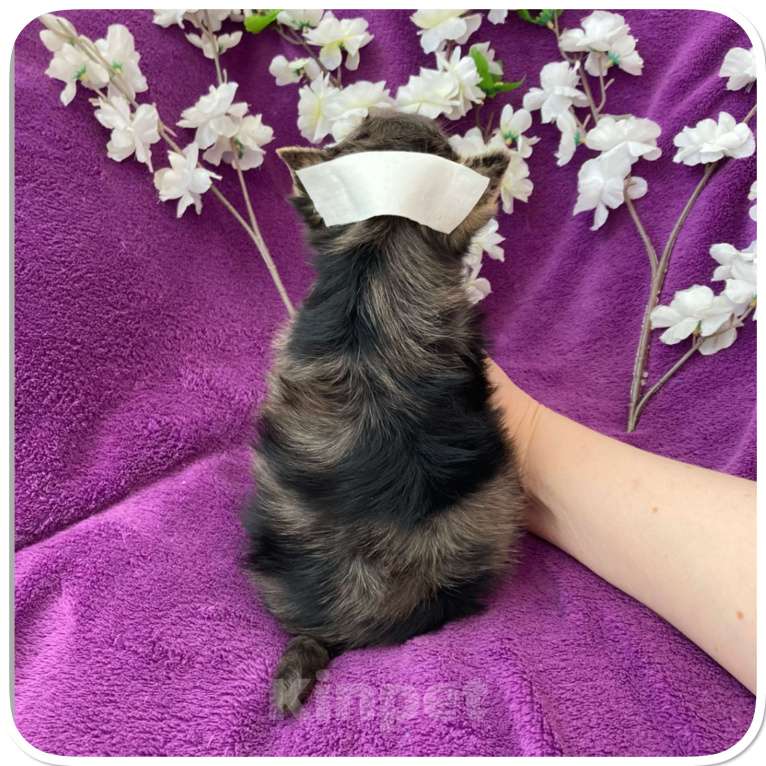 Собаки в Москве: Йорк мраморный мальчик крупный стандарт с зелёно голубыми глазами Мальчик, 60 000 руб. - фото 10