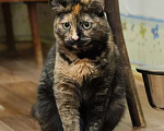Кошки в Москве: Трехцветная кошка Габи в добрые руки Девочка, 1 руб. - фото 4