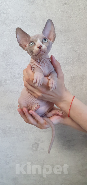 Кошки в Уфе: Канадский сфинкс девочка Девочка, 35 000 руб. - фото 2