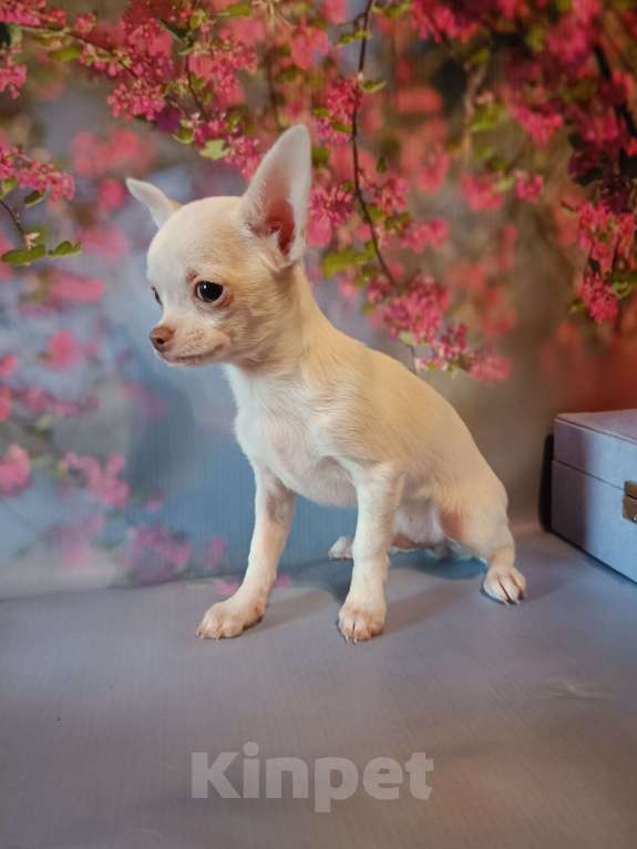 Собаки в Москве: Мамин сыночек  Мальчик, 25 000 руб. - фото 3