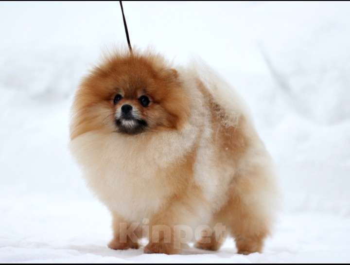 Собаки в Лобне: Шпиц вязка  Мальчик, 12 000 руб. - фото 2