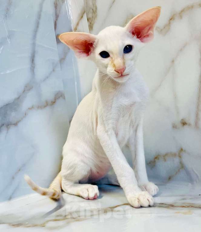 Кошки в Перми: ориентальный котенок Мальчик, 70 000 руб. - фото 4