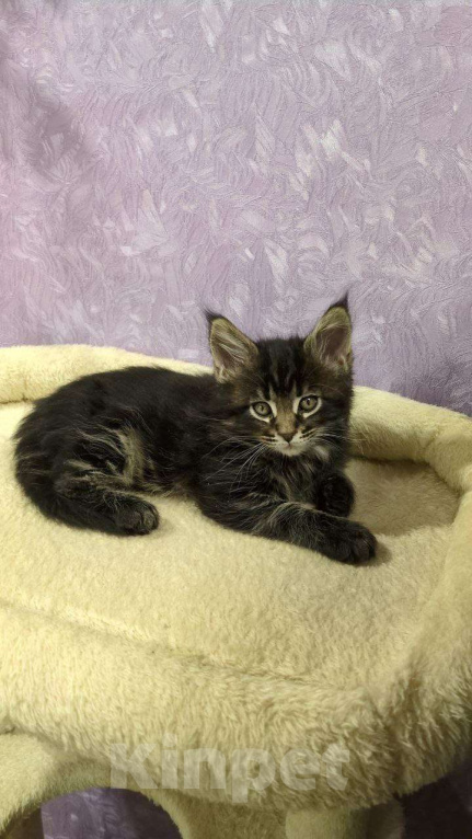 Кошки в Москве: Котенок Мейн-кун Мальчик Мальчик, 30 000 руб. - фото 3