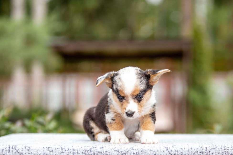 Собаки в Москве: Щенок корги Мальчик, Бесплатно - фото 4