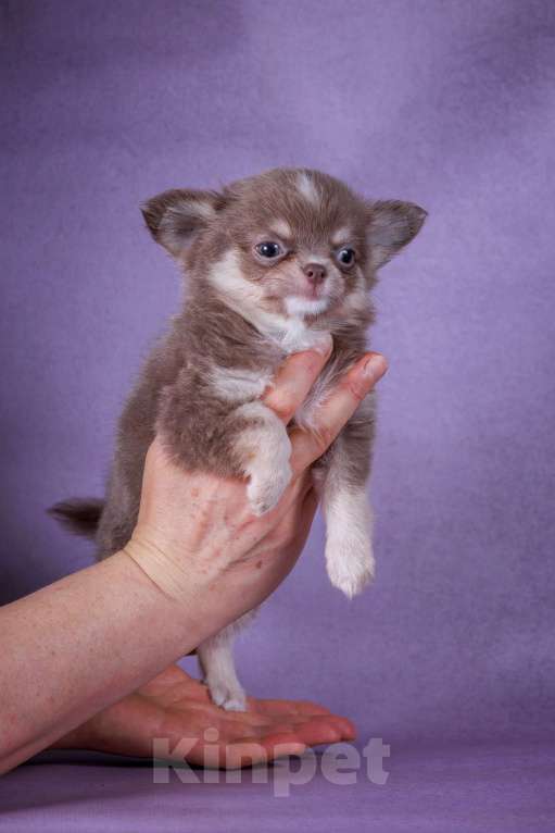 Собаки в Москве: Лиловый Мишутка Мальчик, 65 000 руб. - фото 5