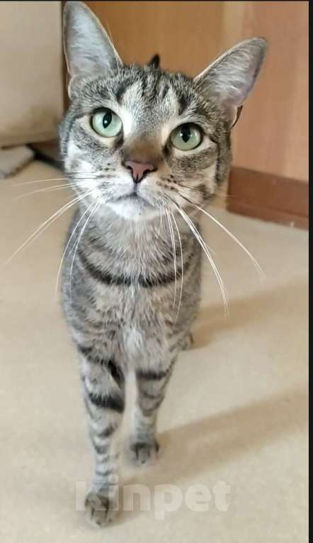 Кошки в Санкт-Петербурге: Маняша из приюта в добрые руки Девочка, Бесплатно - фото 8