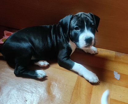 Американский стаффордширский терьер.  Щенок