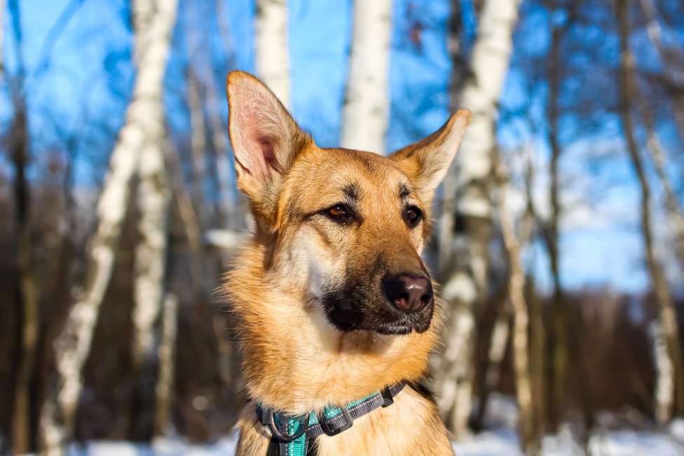 Собаки в Москве: Тоука Девочка, Бесплатно - фото 3