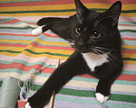 Кошки в Санкт-Петербурге: Черно белый мальчик игривый добрый Мальчик, Бесплатно - фото 1