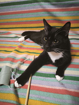 Черно белый мальчик игривый добрый