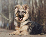 Собаки в Лобне: Метис в добрые руки Мальчик, Бесплатно - фото 3