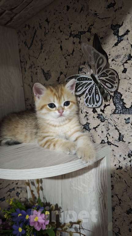 Кошки в Ангарске: Флис зелёноглазый Нежный золотой Британчик Мальчик, 35 000 руб. - фото 2