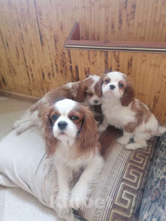 Собаки в Москве: Кавалер Кинг Чарльз детки. Разнополые, 80 000 руб. - фото 5