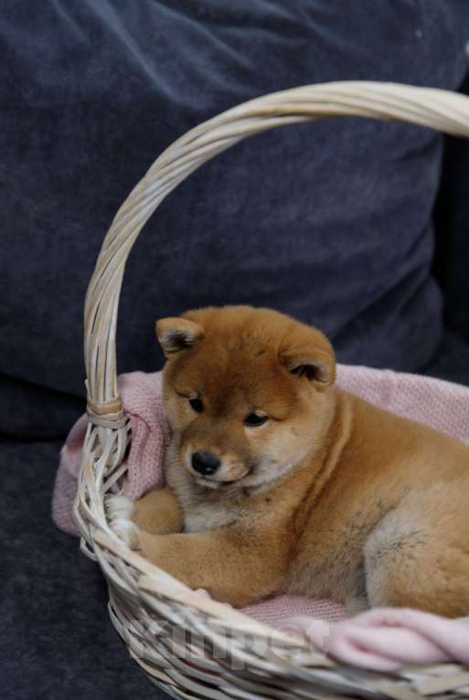 Собаки в Москве: Щенок сиба ину Мальчик, 50 000 руб. - фото 4