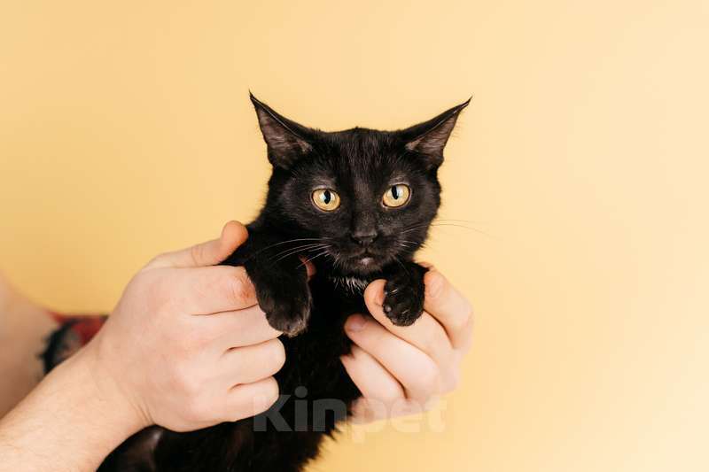 Кошки в Москве: Черный золотоглазый котенок Юна в добрые руки Девочка, 1 руб. - фото 3