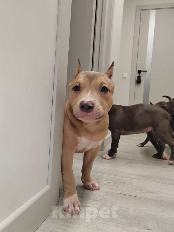 Собаки в Мурином: Девочка Латте ищет семью Девочка, 70 000 руб. - фото 5