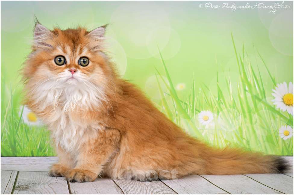 Кошки в Геленджике: Шотландская длинношерстная девочка Девочка, 25 000 руб. - фото 2