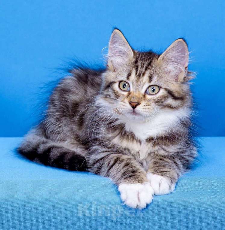 Кошки в Москве: Мальчик Ямал Мальчик, 50 000 руб. - фото 2