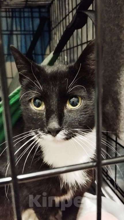 Кошки в Санкт-Петербурге: Чертофка ищет дом Девочка, Бесплатно - фото 2