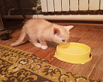 Кошки в Краснодаре: Чудный котёнок добрым людям в добрые руки Мальчик, Бесплатно - фото 2