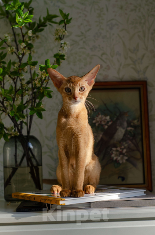 Кошки в Нижнем Новгороде: Абиссинский котенок Девочка, 40 000 руб. - фото 2