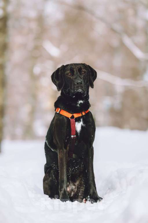 Собаки в Москве: Собака бесплатно в Москве Девочка, Бесплатно - фото 7