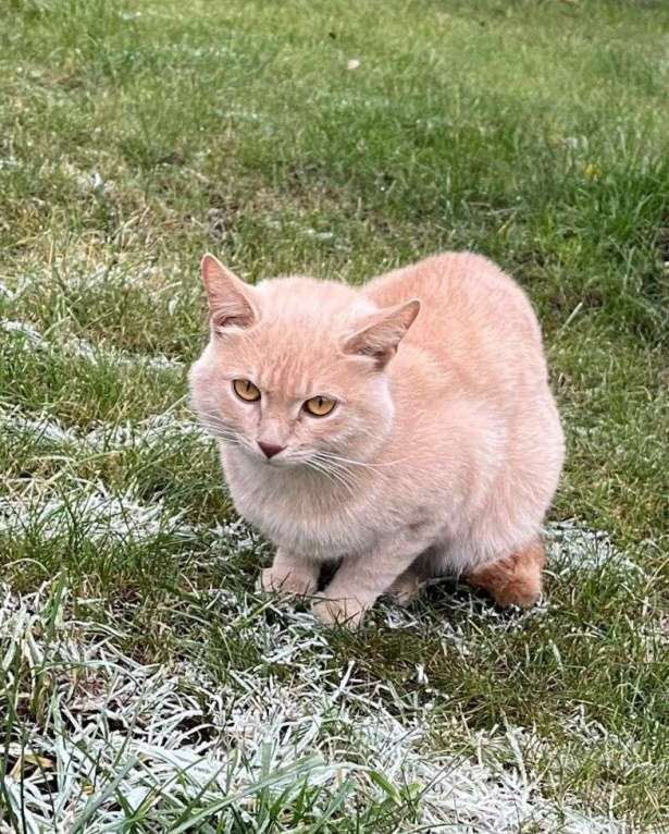 Кошки в Казани: Рыжики в беде  Мальчик, Бесплатно - фото 4