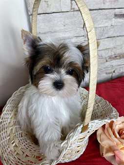 Бивер мальчик РКФ