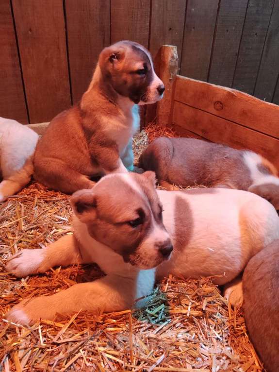 Собаки в других городах Тульской области: Щенки алабая  Девочка, 40 000 руб. - фото 2