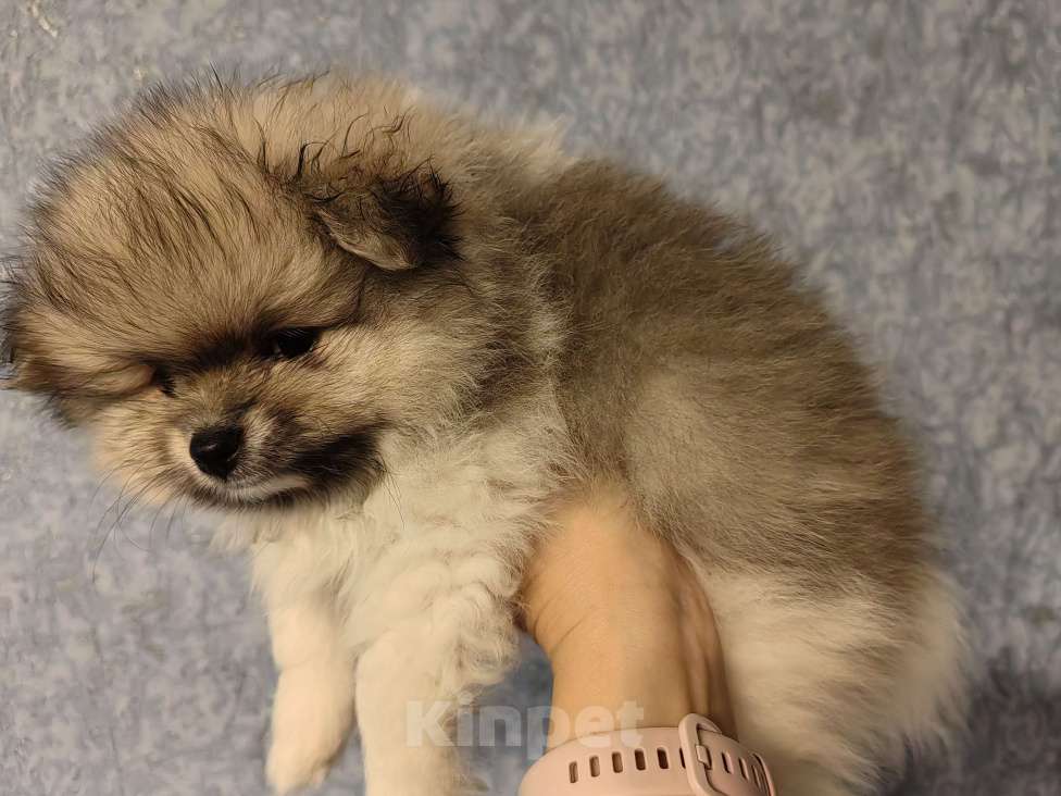 Собаки в Самаре: Немецкий шпиц Мальчик, 30 000 руб. - фото 2