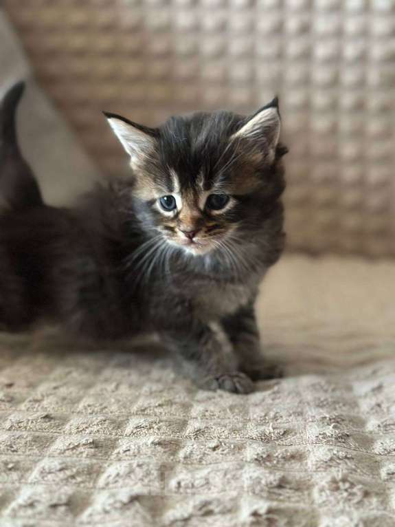 Кошки в Санкт-Петербурге: Мейн-кун чистокровные американцы Разнополые, 32 500 руб. - фото 6