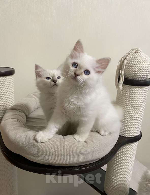 Кошки в Москве: Абиба бирманский котенок девочка Девочка, Бесплатно - фото 7