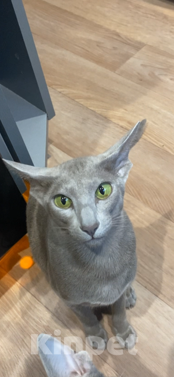 Кошки в Санкт-Петербурге: Ориентальные котята Мальчик, 49 000 руб. - фото 7