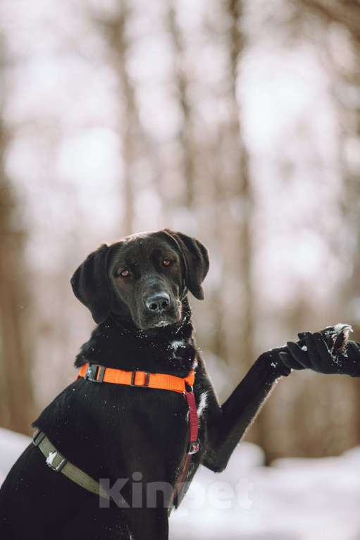Собаки в Москве: Собака бесплатно в Москве Девочка, Бесплатно - фото 5