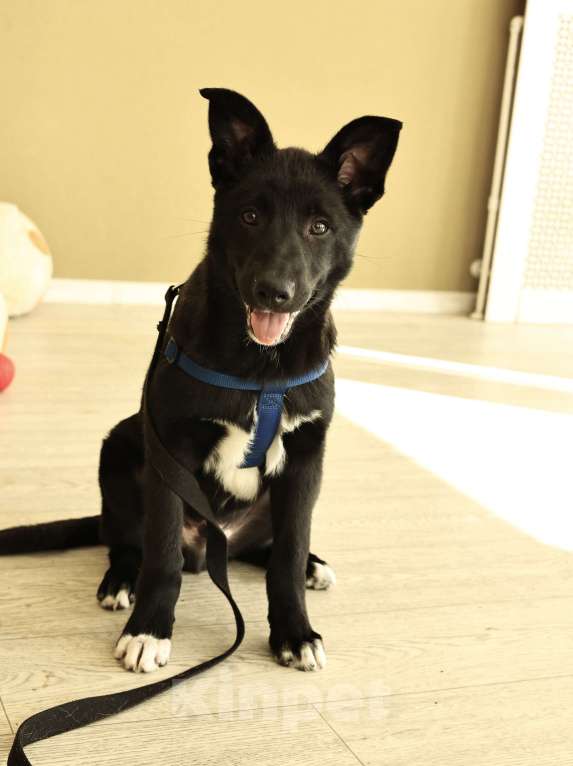 Собаки в Москве: Щенок бесплатно в Москве Мальчик, Бесплатно - фото 8