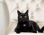Кошки в Домодедово: Красавица Анфиса ищет дом Девочка, Бесплатно - фото 1