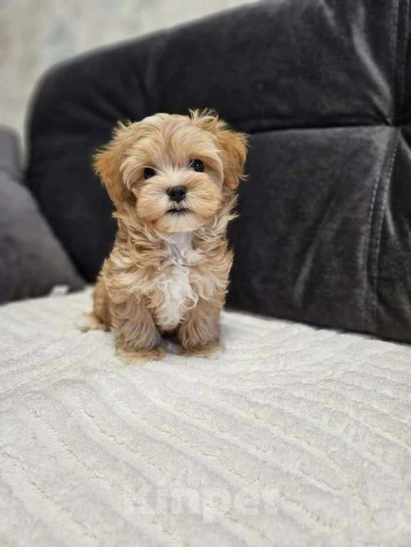 Собаки в Москве: Мальтупу мальчик ф1 Мальчик, 50 000 руб. - фото 2